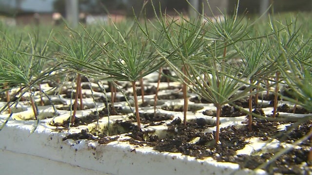 cal-fire-seed-nursery-davis 
