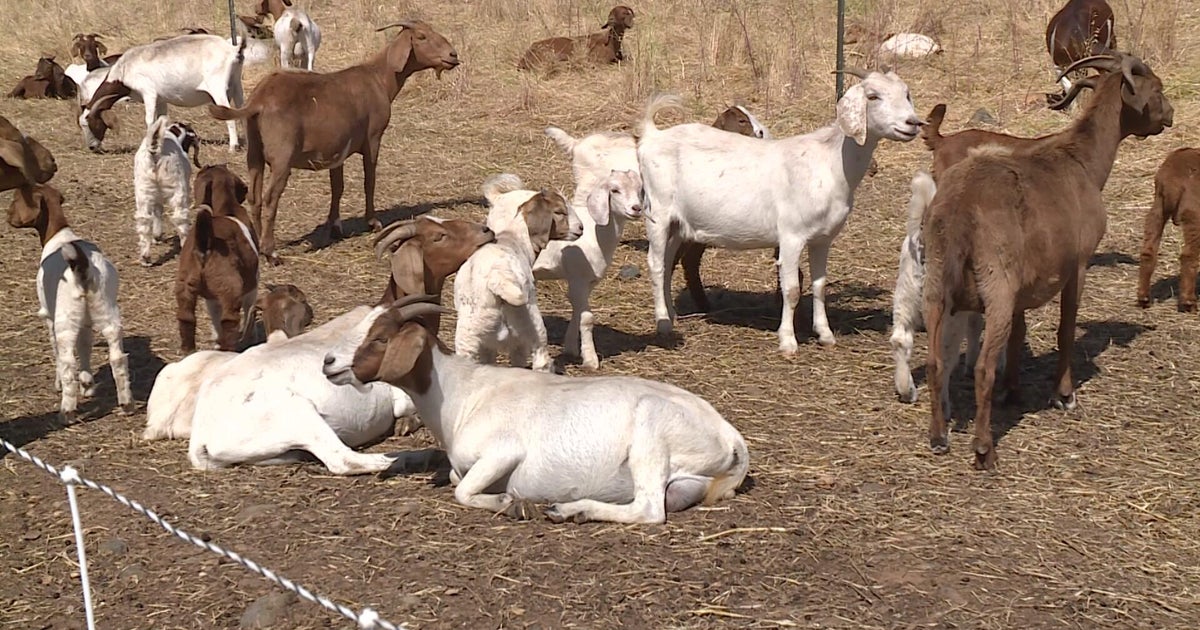FEMA grant fuels goat-powered fire mitigation in Sacramento County 